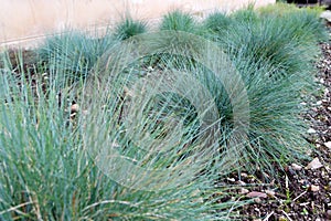 Blue fescue or festuca glauca groundcover plants