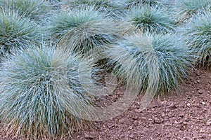 Blue fescue or festuca glauca plants in the garden