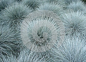 Blue fescue ornamental plants carpet