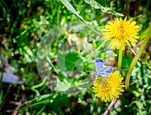 Blue field butterfly Argead and yellow dandelions