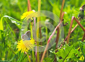 Blue field butterfly and spring meadow. Life abounds