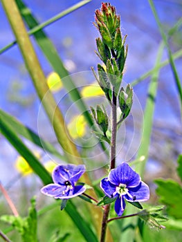 Blue field flower