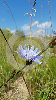 Blue field flower on blue sky background