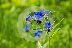A blue field flower among the green grass