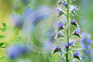 Blue field flowers