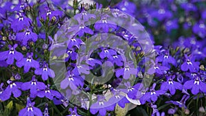 Blue field flowers - Cape Lobelia ( (Lobelia erinus)