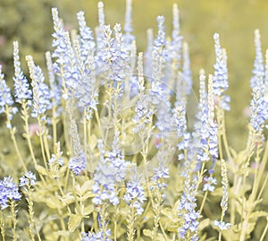 Blue Field Flowers Closeup. Shallow depth of field.