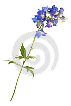 Blue field flowers isolated on white