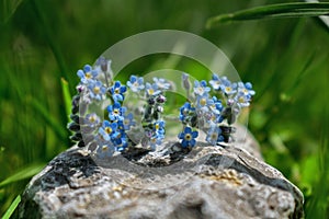 Blue field flowers on a stone on a beautiful green background. A lot of grass in the back