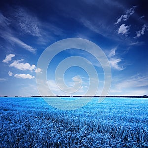 Blue field and sky in surreal color