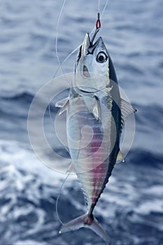 Blue fin bluefin tuna catch and release