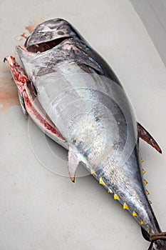 Blue fin tuna caught off the Channel Islands being filleted and processed in Ventura California United States