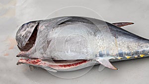 Blue fin tuna filleted and processed in Ventura California USA