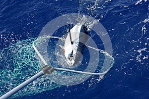 Blue fin tuna Mediterranean fishing and release