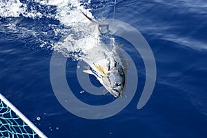 Blue fin tuna Mediterranean fishing and release