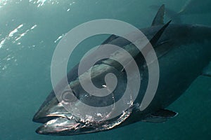 Blue-fin Tuna