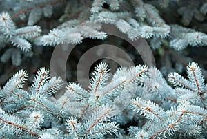 Blue fir-tree