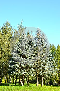 Blue fir tree