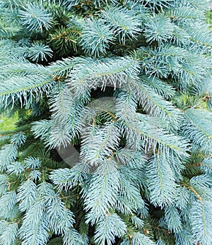 Blue fir tree