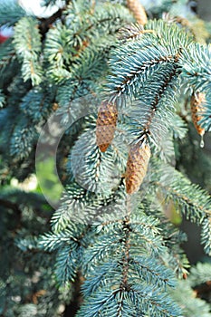 Blue fir tree