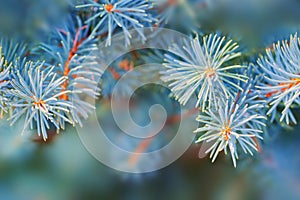 Blue fir tree branches close up