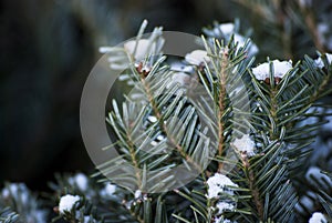 Blue fir tree covered by snow