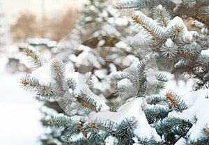 Blue fir tree with snow brunces in winter park. beautiful nature spruce background