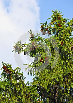 Fir tree with strobile