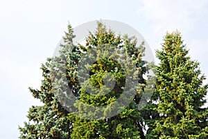 Fir tree with strobile