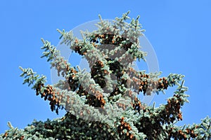 Fir tree with strobile