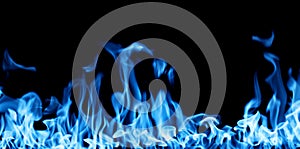 Blue firestorm. Gas Fire burning. Bright burning blue flames on a black background. Wall of Real fire, abstract