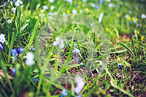 Blue first flowers in spring.