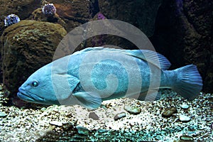 Blue fish