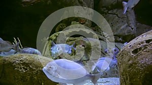 Blue fish on the bottom of the ocean float between the stones while looking for food