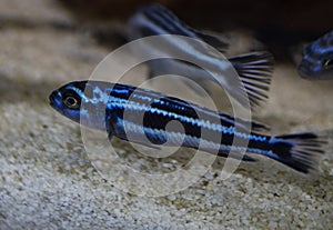 Blue fish cichlid melanochromis maingano swimming in aquarium