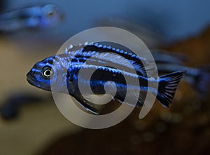 Blue fish cichlid melanochromis maingano swimming in aquarium