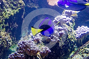 a blue fish in a fish tank