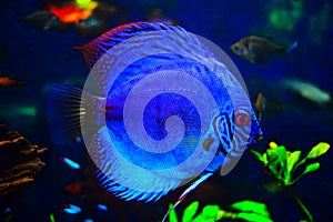 Blue fish monster swwiming in acuarium