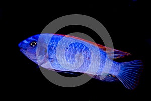 Blue fish red fins isolated