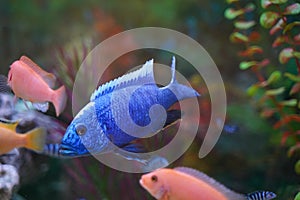 Blue fish striped cichlid swims in a spacious aquarium