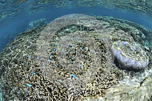 Blue Fish Swimming in Corals in Okinawa
