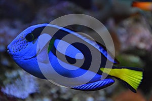 Blue fish photo