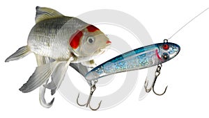 Blue fishing lure with fish turning to look behind