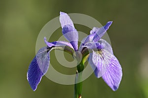 Azul bandera gotas de rocío 