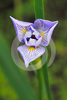 Blue Flag Iris