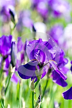 Blue flag iris