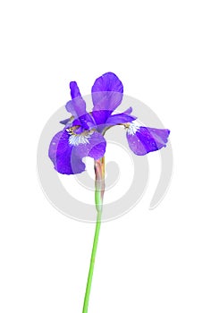 Blue flag (Iris orientalis)
