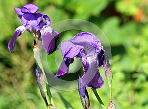 Blue flag Iris.