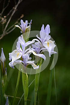 Blue Flag Iris Wildflowers in the Snowy Range Mountains, Wyoming