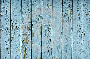 Blue flaky paint on a old weathered wooden fence. Vintage wood background wall. Peeling paint flakes. Old weathered
